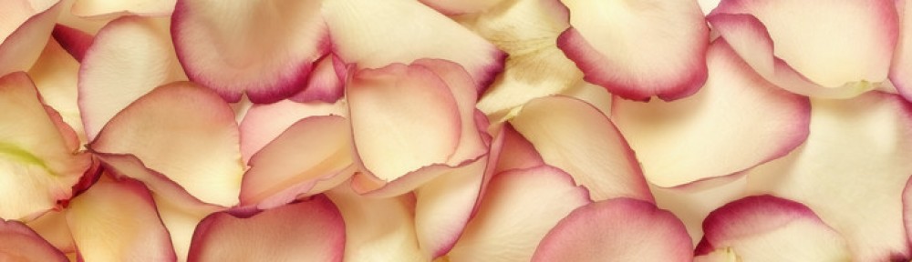 Derik and Mei's Wedding